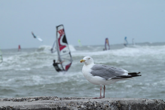 Windsurf Möwe
