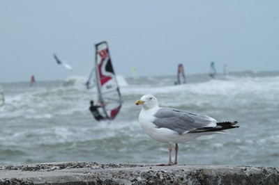 Windsurf Möwe